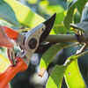 Pruning, pollination, and care