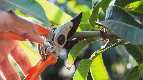 Pruning, pollination, and care