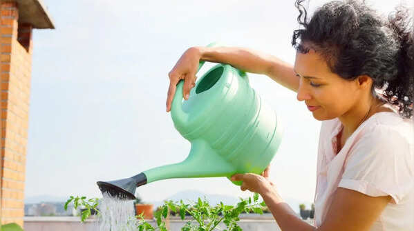 Watering and fertilising routine