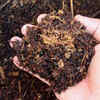 Use well-draining, nutrient-rich soil