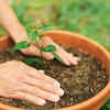 Select a large and suitable container