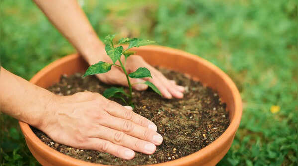 Select a large and suitable container