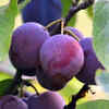 Choose the right plum variety