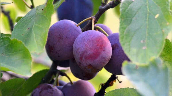 Choose the right plum variety