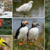 Article image for: Birds that change their feather <i class="tbold">colours</i> for survival