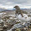 Rock Ptarmigan