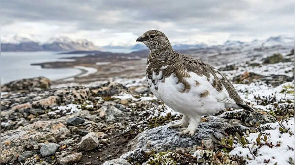 Rock Ptarmigan