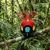 Wilson’s Bird-of-Paradise