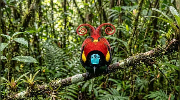 Wilson’s Bird-of-Paradise
