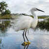 Snowy Egret