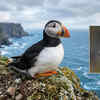 Atlantic Puffin