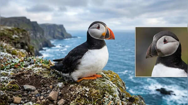 Atlantic Puffin