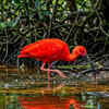 Scarlet Ibis