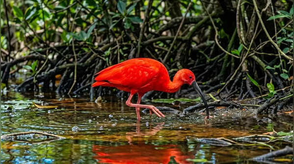 Scarlet Ibis