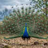Indian Peafowl