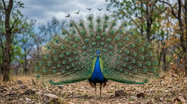 Indian Peafowl