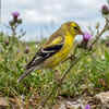 American Goldfinch