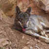 Article image for: Melkote and Ranibennur region in <i class="tbold">karnataka</i>