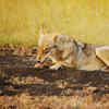 Article image for: Velavadar Blackbuck National Park in <i class="tbold">gujarat</i>