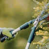Pruning and maintenance