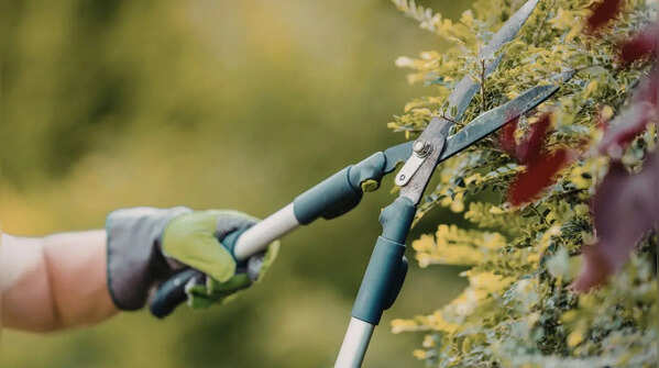 Pruning and maintenance