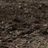 Use well-draining soil mix