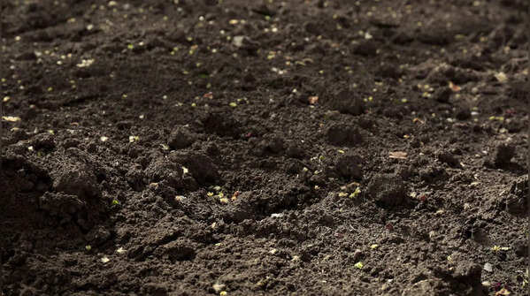 Use well-draining soil mix