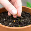 Select a large pot with support