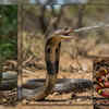 Article image for: Snakes with extraordinary survival tricks and defensive behaviours: From mimicry to playing dead
