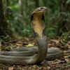 Article image for: <i class="tbold">king cobra</i>