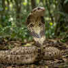 Hognose Snake