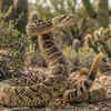 Rattlesnake 