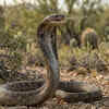 Spitting Cobra 