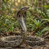 Boa Constrictor