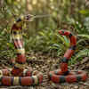 Coral Snake Mimics