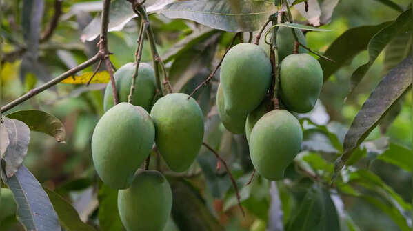 Bombay Green Mango