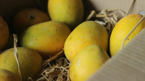 Alphonso Mango
