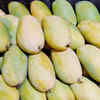 Carabao Mango