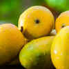 Chaunsa Mango 