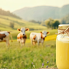 1. Ghee