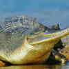 Article image for: Son <i class="tbold">river</i> Sanctuary in Madhya Pradesh