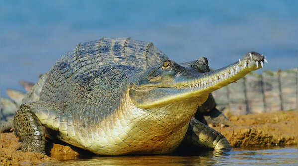 Son River Sanctuary in Madhya Pradesh