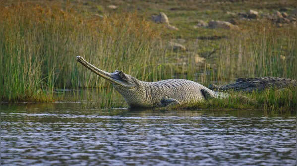 Katarniaghat Wildlife Sanctuary in Uttar Pradesh