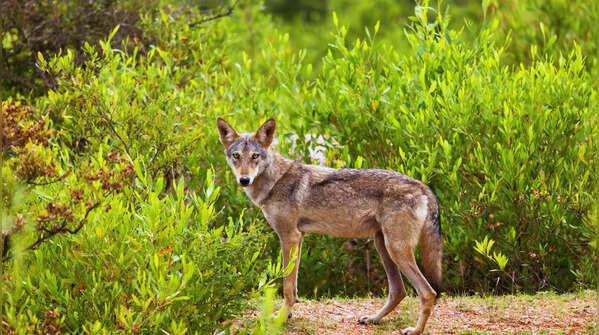 Mahuadanr Wolf Sanctuary in Jharkhand