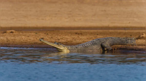 National Chambal Sanctuary in Madhya Pradesh, Rajasthan and Uttar Pradesh