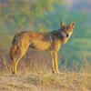 Article image for: From gharials to wolves: Wildlife sanctuaries saving India’s rarest species