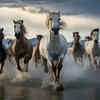 Seven Horses