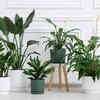 Keep indoor plants