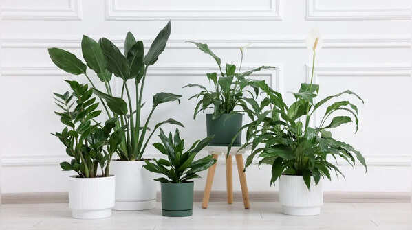 Keep indoor plants