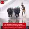 Article image for: Buffaloes Race At Muloor–Addoor Jodukare Kambala